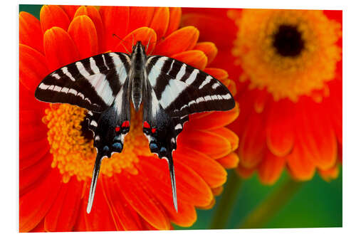 Bilde på skumplate Knight butterfly on gerbera