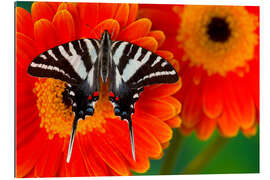 Tableau en plexi-alu Papillon papilioninae sur une gerbera