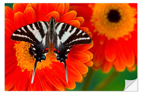 Naklejka na ścianę Knight butterfly on gerbera