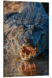 Aluminiumtavla Spectacled Caiman in Brazil