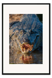 Gerahmter Kunstdruck Brillenkaiman in Brasilien