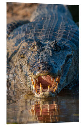 Gallery print Spectacled Caiman in Brazil