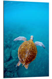 Aluminium print Floating galapago turtle