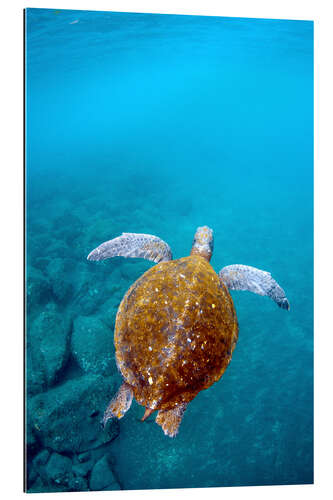 Gallery print Floating galapago turtle