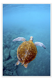 Wall print  Floating galapago turtle - Pete Oxford