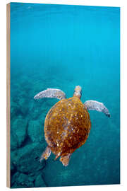 Holzbild Schwimmende Galapagoschildkröte