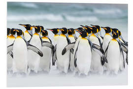 Foam board print King Penguins on Falkand Islands