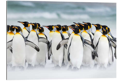 Galleriprint King Penguins on Falkand Islands