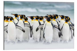 Magnettafel Königspinguine auf Falkandinseln