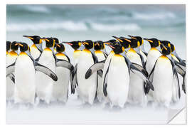 Wall sticker King Penguins on Falkand Islands