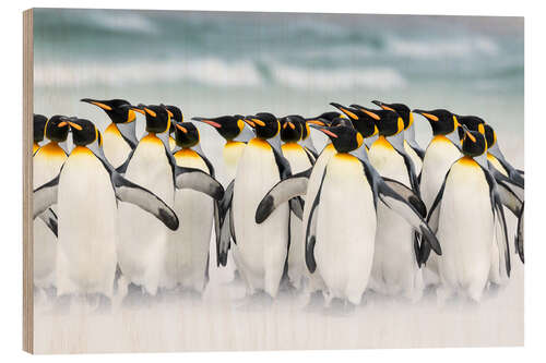 Stampa su legno King Penguins su Falkand Islands