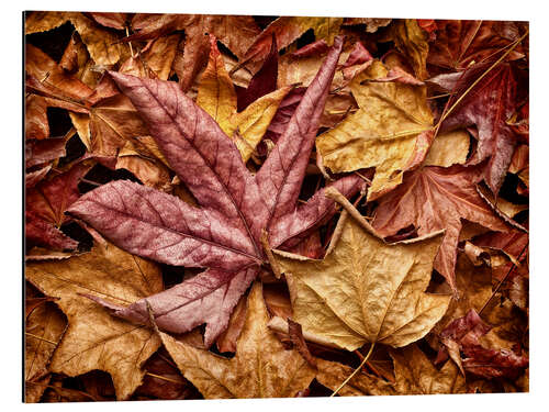 Aluminiumsbilde Autumn leaves