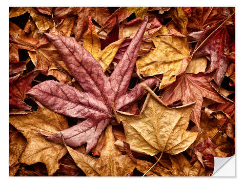 Naklejka na ścianę Autumn leaves