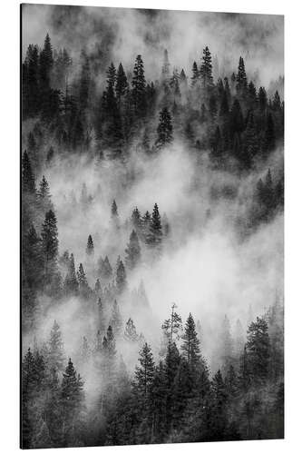 Aluminium print Black and white pine forests