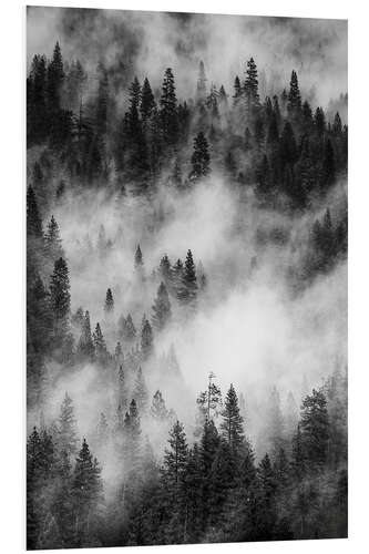 Foam board print Black and white pine forests