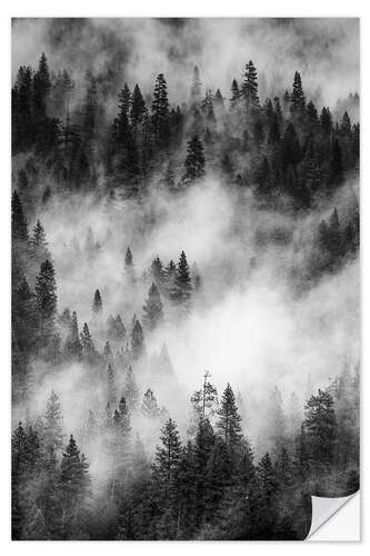 Wall sticker Black and white pine forests