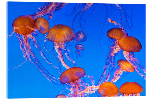 Acrylic print Dance of the compass jellyfish