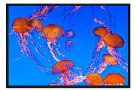 Gerahmter Kunstdruck Tanz der Kompassquallen