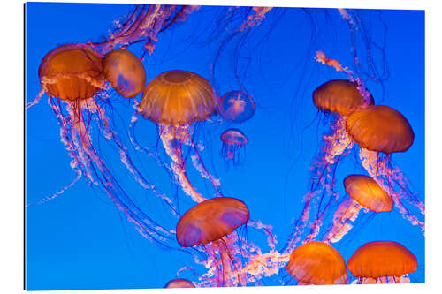 Galleritryk Dance of the compass jellyfish