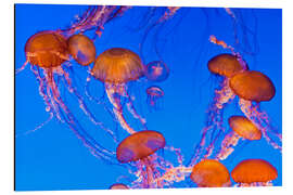 Magnettafel Tanz der Kompassquallen