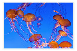 Póster  Baile de las medusas brújula - Russ Bishop