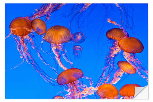 Sisustustarra Dance of the compass jellyfish