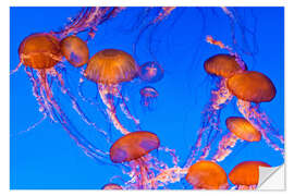 Selvklebende plakat Dance of the compass jellyfish