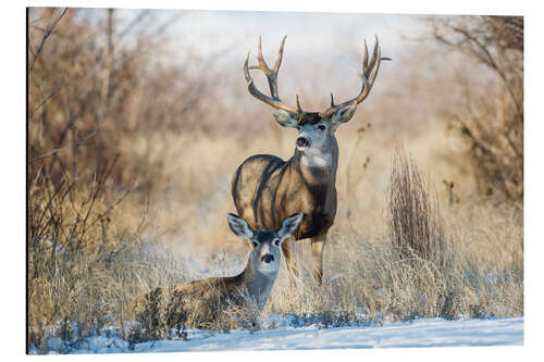 Aluminium print Two mule deer