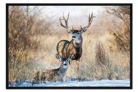 Gerahmter Kunstdruck Zwei Maultierhirsche