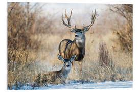 Foam board print Two mule deer