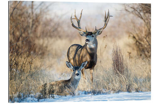 Gallery print Two mule deer