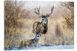 Galleriprint Two mule deer