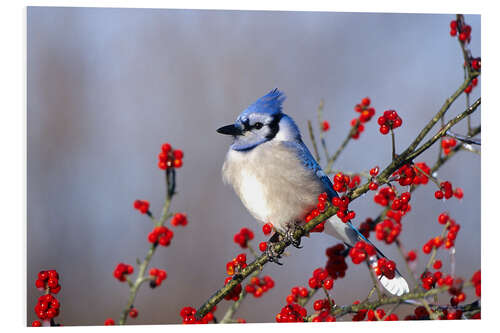 PVC-taulu Blue jay in hawthorn