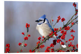 PVC print Blue jay in hawthorn