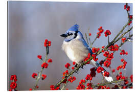 Gallery print Blue jay in hawthorn