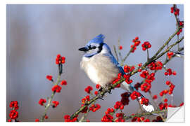 Selvklebende plakat Blue jay in hawthorn