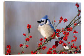 Cuadro de madera Blue jay en espino