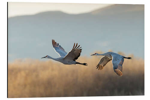 Aluminiumtavla Canada cranes in flight