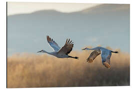 Aluminium print Canada cranes in flight