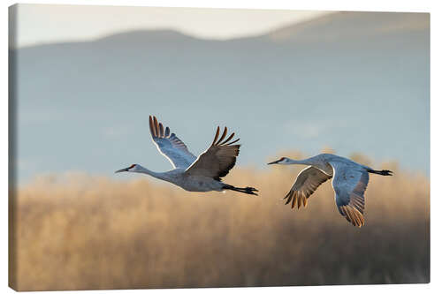 Canvas-taulu Canada cranes in flight