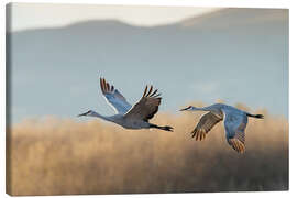 Canvas print Canada cranes in flight