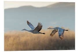 Foam board print Canada cranes in flight