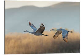 Tableau en plexi-alu Grues du Canada prennant leur envol