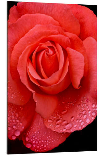 Alubild Rose mit Wassertropfen