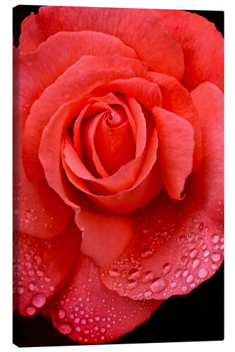 Canvas print Rose with water drops