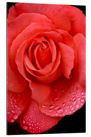 Gallery print Rose with water drops