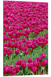 Print på aluminium Pink tulip field