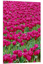 Foam board print Pink tulip field