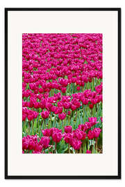 Gerahmter Kunstdruck Pinkes Tulpenfeld