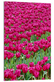 Gallery Print Pinkes Tulpenfeld